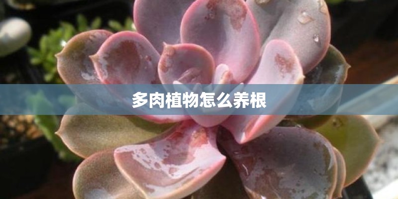 多肉植物怎么养根 多肉植物怎么养根