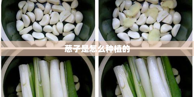 葱子是怎么种植的
