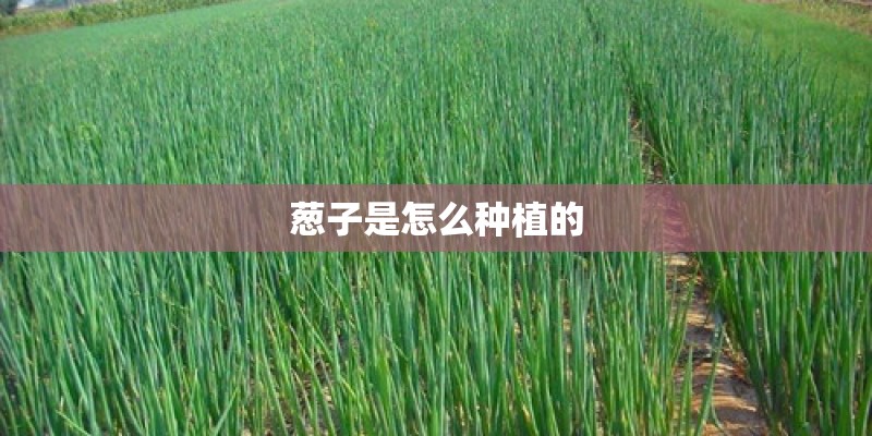 葱子是怎么种植的 葱子是怎么种植的