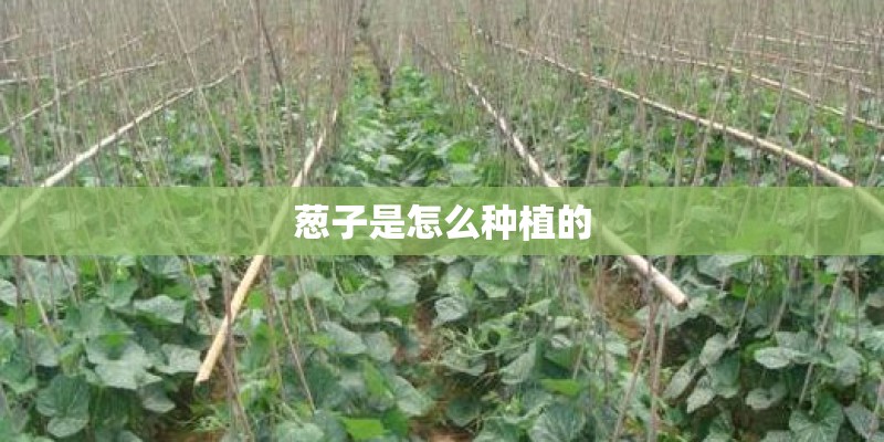 葱子是怎么种植的 葱子是怎么种植的
