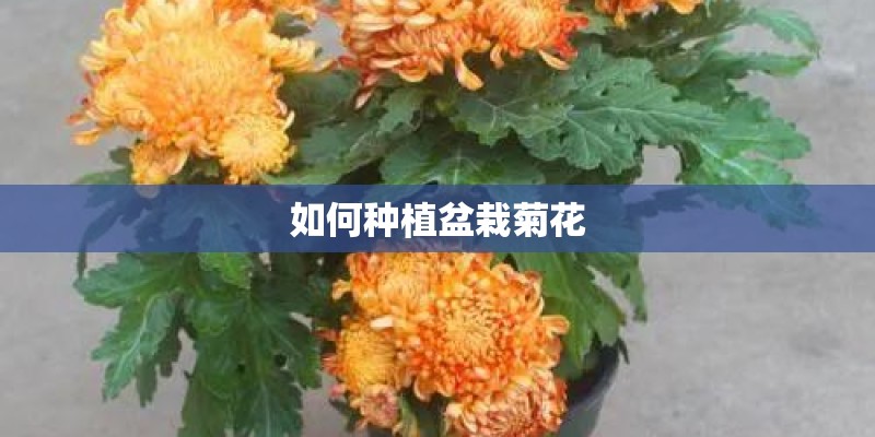 如何种植盆栽菊花 如何种植盆栽菊花