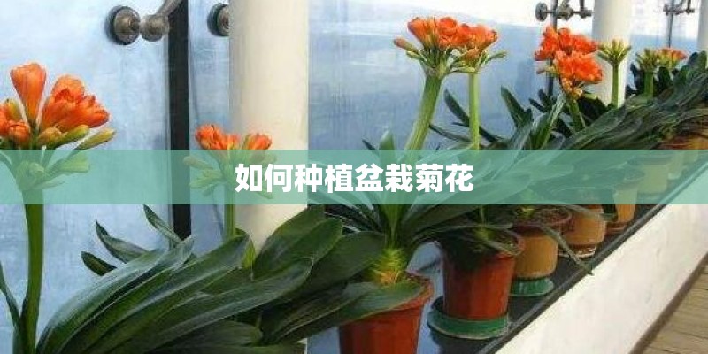 如何种植盆栽菊花 如何种植盆栽菊花