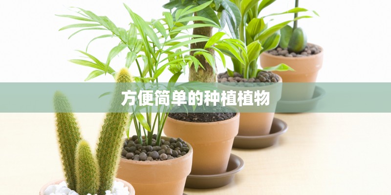 芹芽怎么种植技术_1 芹芽怎么种植技术_1