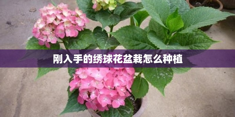 刚入手的绣球花盆栽怎么种植