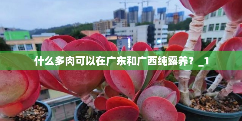 什么多肉可以在广东和广西纯露养？_1