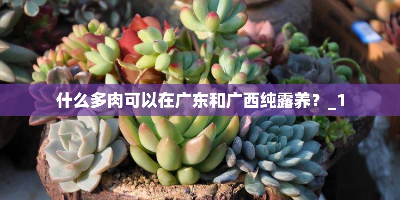 什么多肉可以在广东和广西纯露养？_1