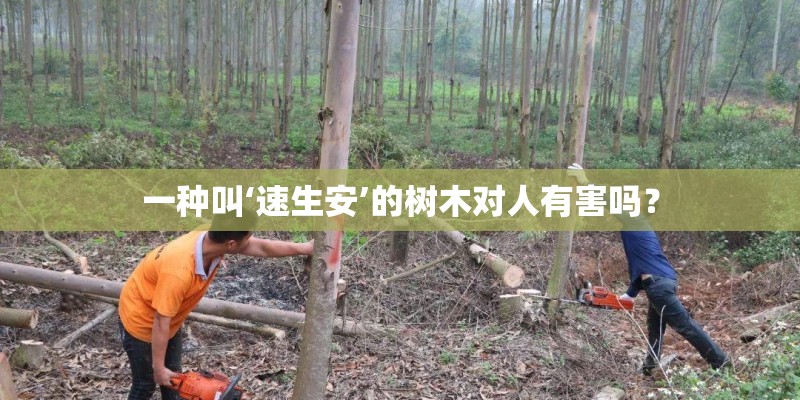 一种叫‘速生安’的树木对人有害吗? 一种叫‘速生安’的树木对人有害吗?