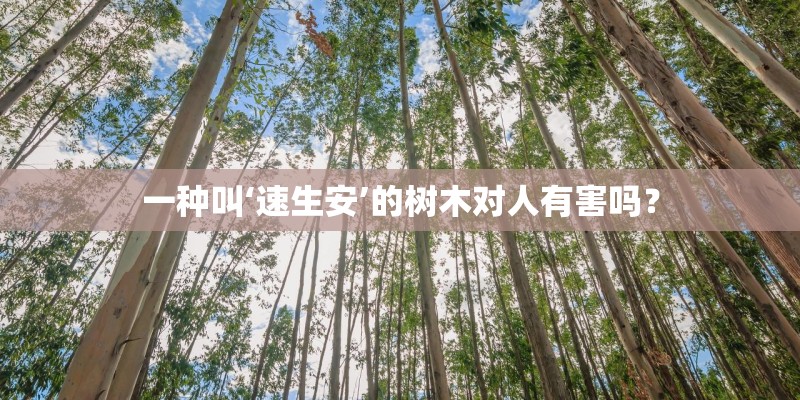 一种叫‘速生安’的树木对人有害吗? 一种叫‘速生安’的树木对人有害吗?