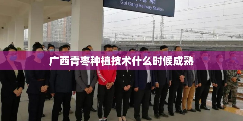 广西青枣种植技术什么时候成熟