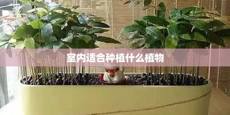 室内适合种植什么植物