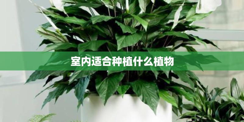 室内适合种植什么植物