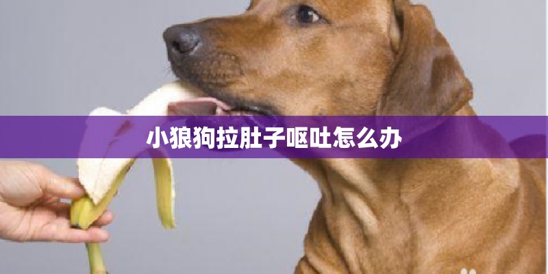 小狼狗拉肚子呕吐怎么办
