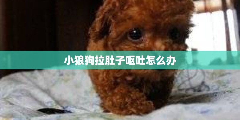 小狼狗拉肚子呕吐怎么办