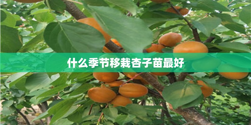 什么季节移栽杏子苗最好