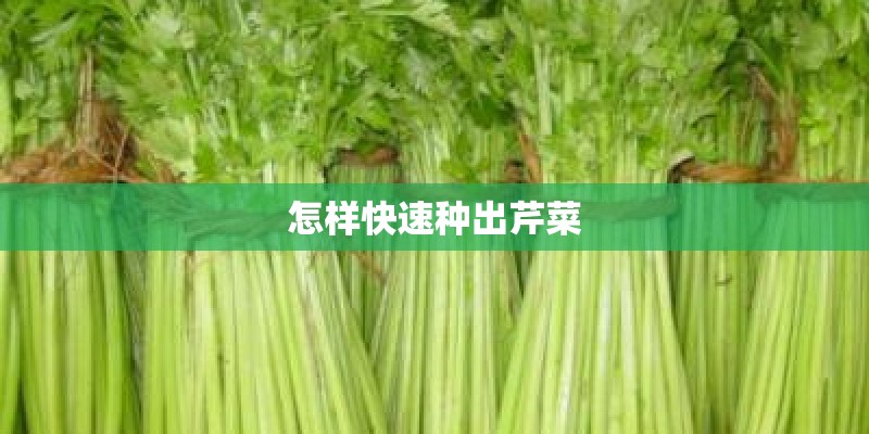怎样快速种出芹菜