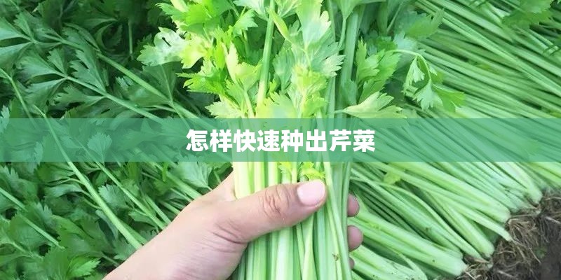 怎样快速种出芹菜