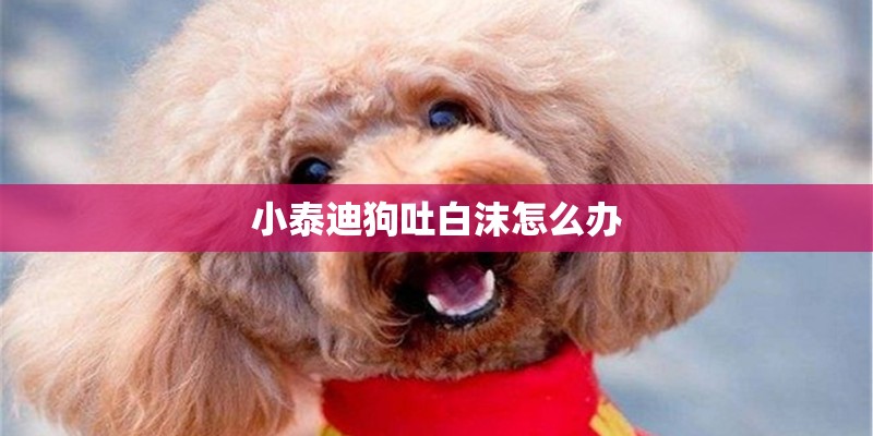 小泰迪狗吐白沫怎么办 小泰迪狗吐白沫怎么办