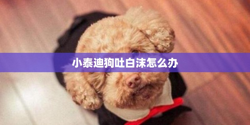 小泰迪狗吐白沫怎么办 小泰迪狗吐白沫怎么办