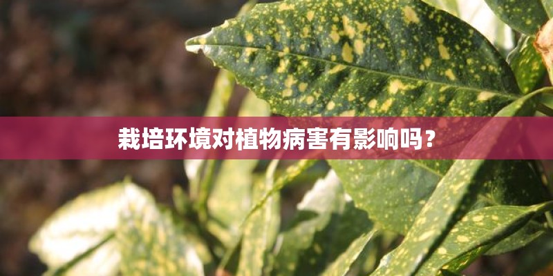 栽培环境对植物病害有影响吗？