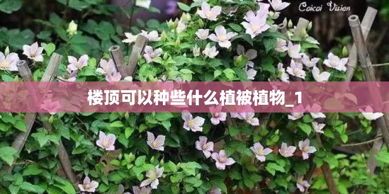 楼顶可以种些什么植被植物_1
