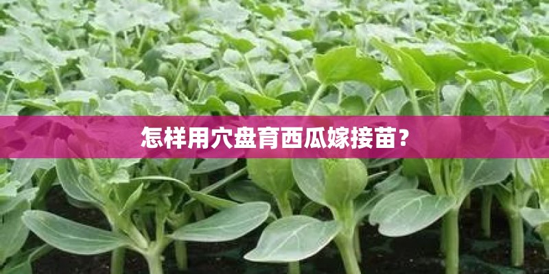 怎样用穴盘育西瓜嫁接苗？