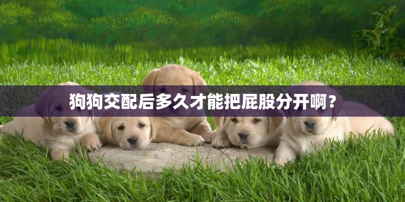 狗狗交配后多久才能把屁股分开啊? 狗狗交配后多久才能把屁股分开啊?
