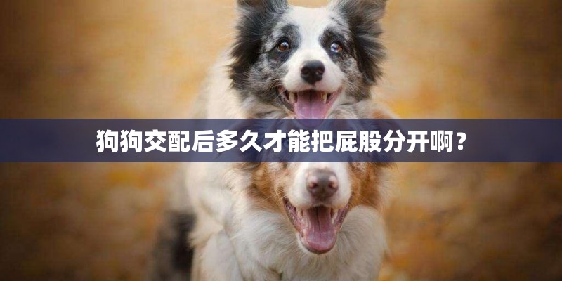 狗狗交配后多久才能把屁股分开啊? 狗狗交配后多久才能把屁股分开啊?