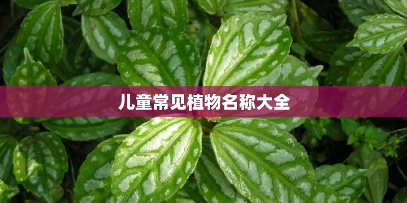儿童常见植物名称大全 儿童常见植物名称大全