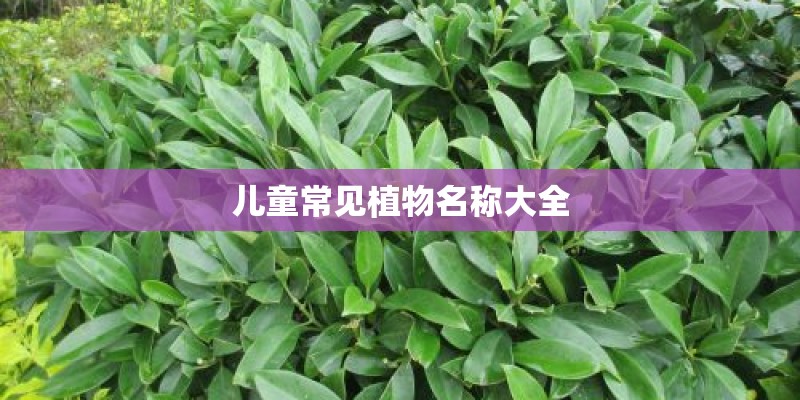 儿童常见植物名称大全 儿童常见植物名称大全