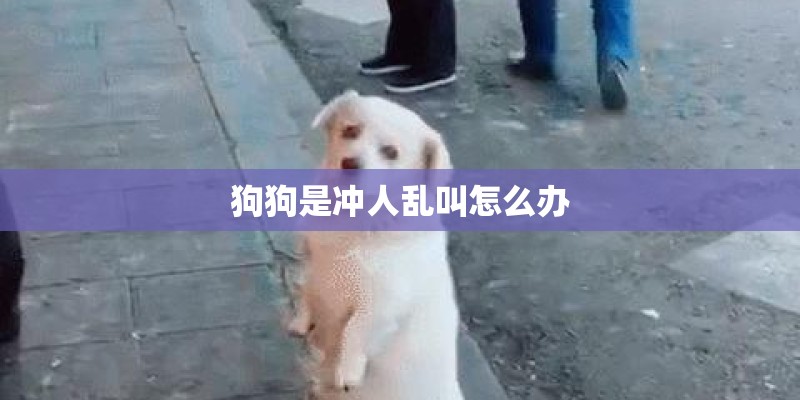 狗狗是冲人乱叫怎么办