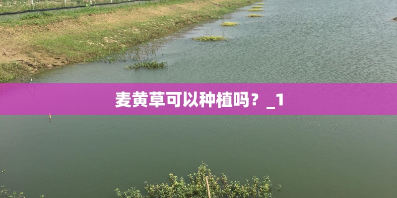 麦黄草可以种植吗？_1