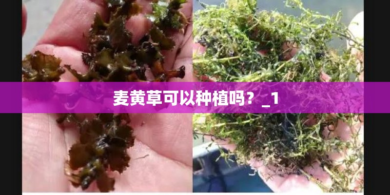 麦黄草可以种植吗？_1