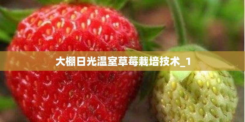 大棚日光温室草莓栽培技术_1 大棚日光温室草莓栽培技术_1