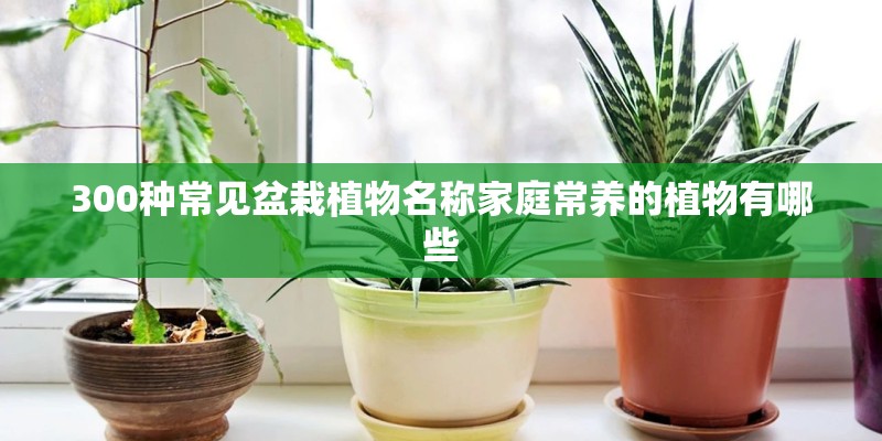 300种常见盆栽植物名称家庭常养的植物有哪些
