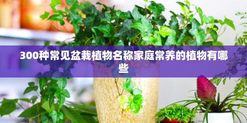 300种常见盆栽植物名称家庭常养的植物有哪些 300种常见盆栽植物名称家庭常养的植物有哪些