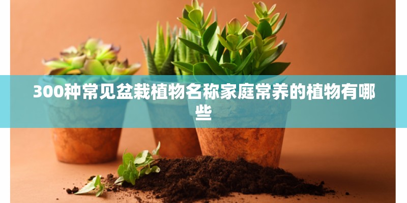 300种常见盆栽植物名称家庭常养的植物有哪些 300种常见盆栽植物名称家庭常养的植物有哪些