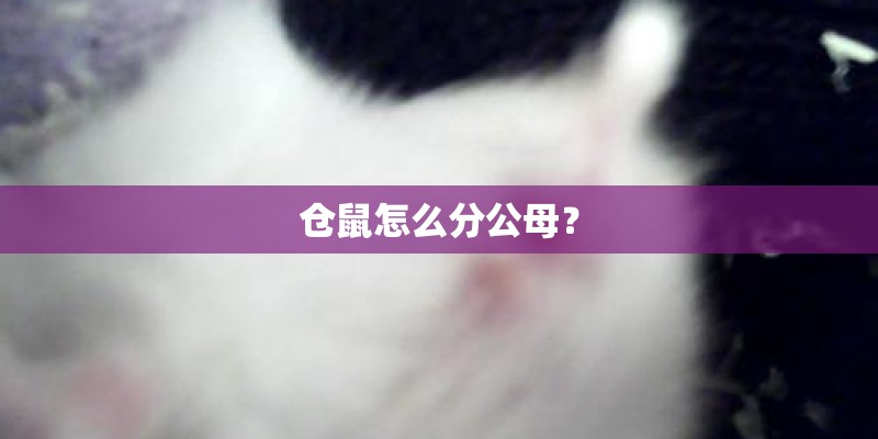 仓鼠怎么分公母？
