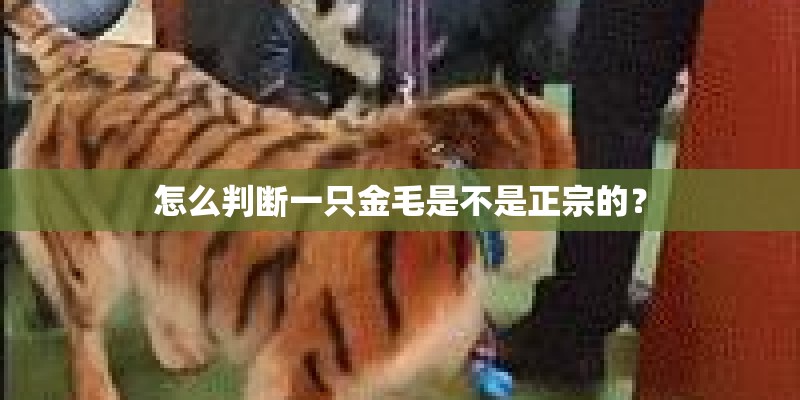 怎么判断一只金毛是不是正宗的？