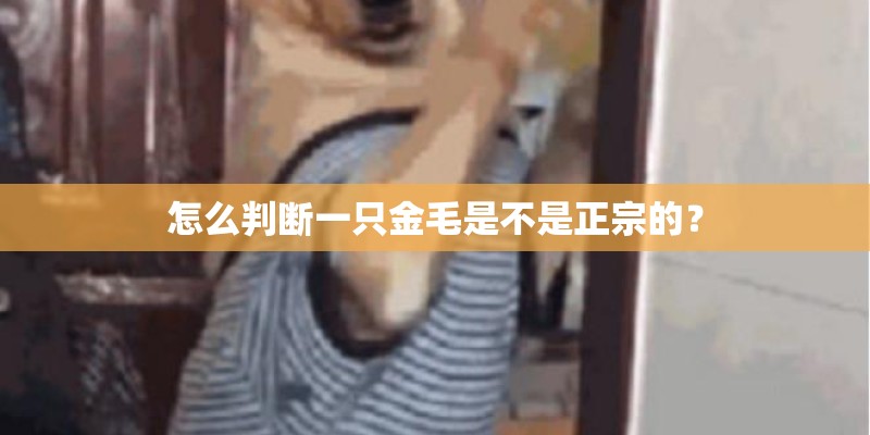 怎么判断一只金毛是不是正宗的？