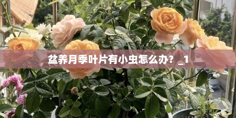 盆养月季叶片有小虫怎么办?_1 盆养月季叶片有小虫怎么办?_1