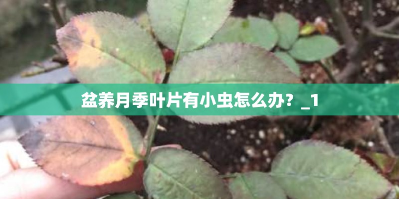 盆养月季叶片有小虫怎么办?_1 盆养月季叶片有小虫怎么办?_1