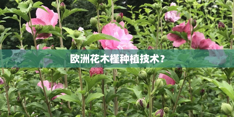 欧洲花木槿种植技术？