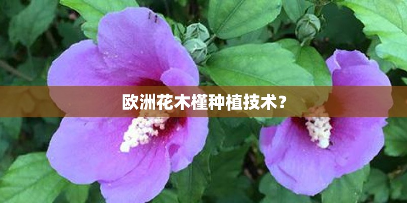 欧洲花木槿种植技术？