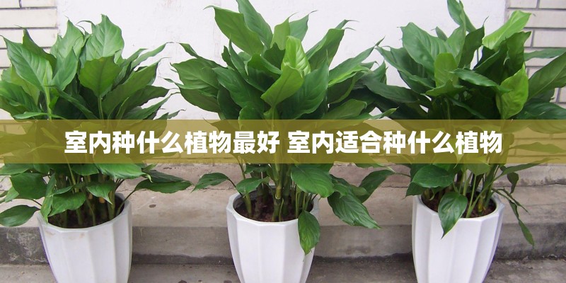室内种什么植物最好 室内适合种什么植物