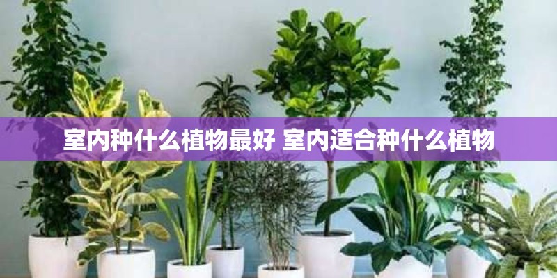 室内种什么植物最好 室内适合种什么植物