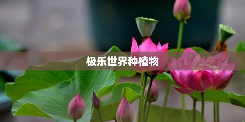 极乐世界种植物