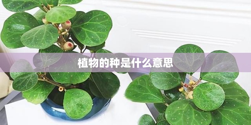 植物的种是什么意思