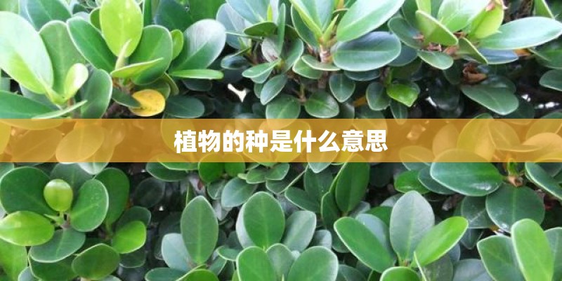 植物的种是什么意思