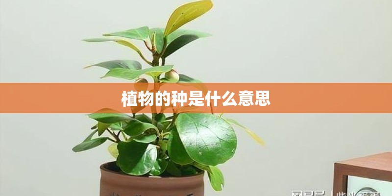 植物的种是什么意思
