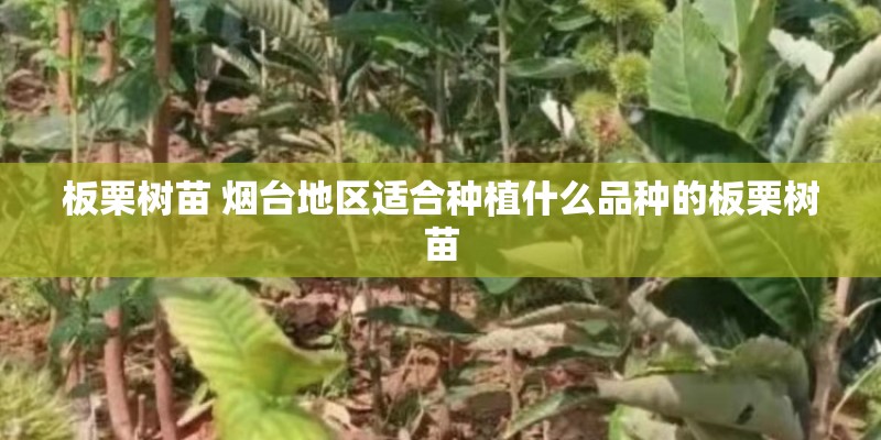 板栗树苗 烟台地区适合种植什么品种的板栗树苗